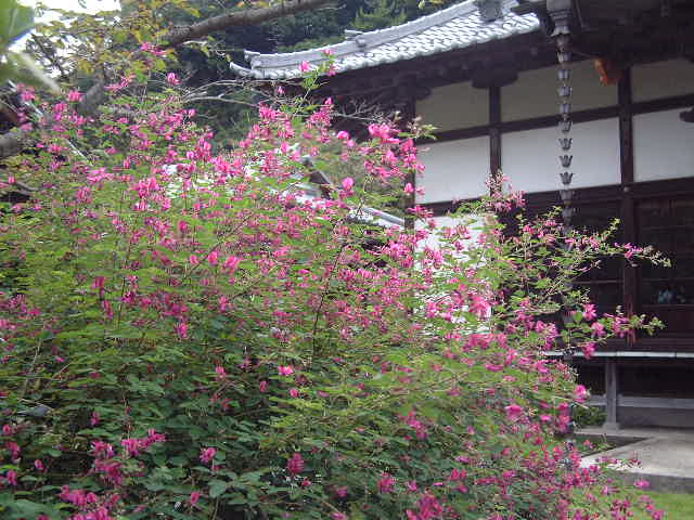 浄光明寺のハギ